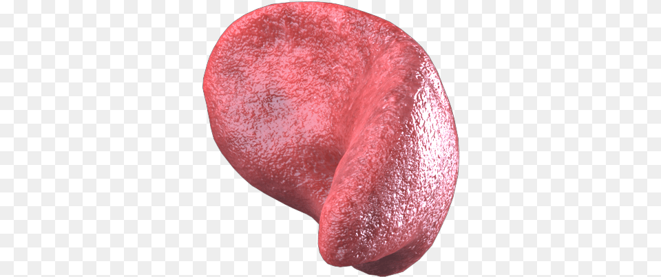 Guts 360 Pancreas Solo 299 Copy Adirondack Blue Potato, Body Part, Mouth, Person, Tongue Free Png Download