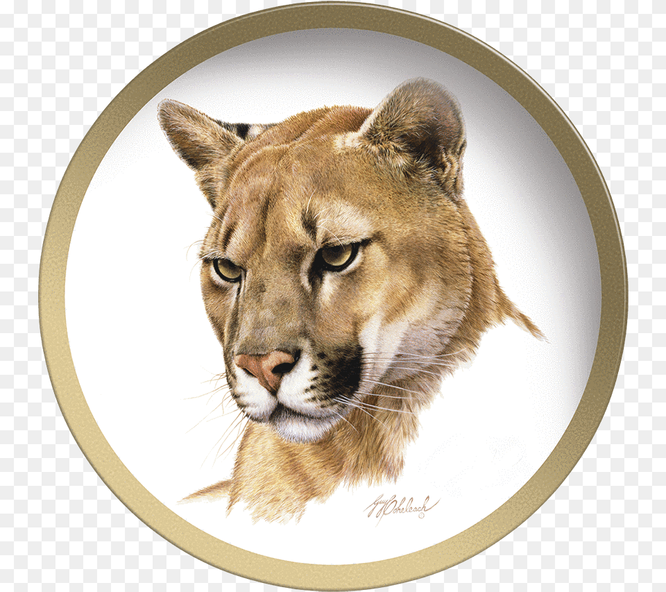 Guy Coheleach, Animal, Lion, Mammal, Wildlife Free Png