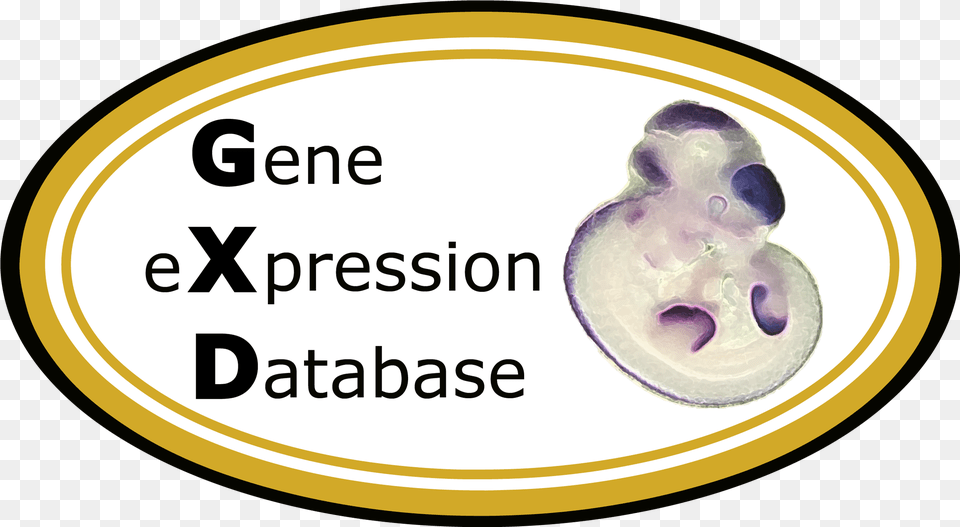 Gxd Logo Mouse Embryo Section Anatomy, Text, Disk Free Transparent Png