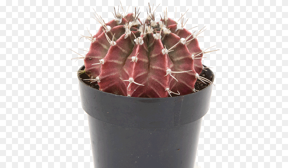 Gymnocalycium Purple Moon Cactus Hedgehog Cactus, Plant Png
