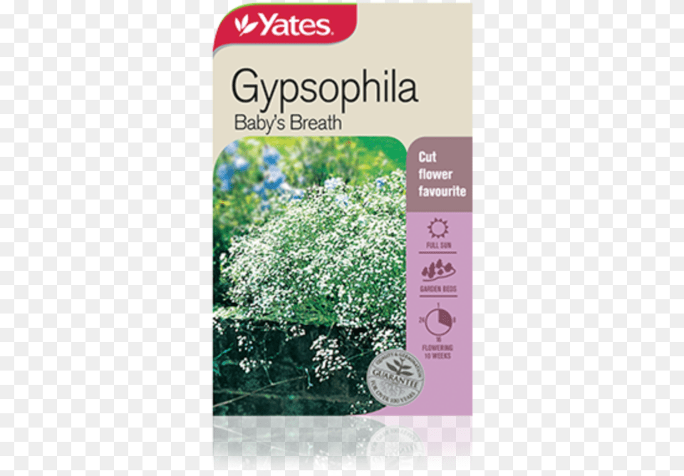 Gypsophila Baby S Breath Baby39s Breath Plant Australia, Herbal, Herbs, Flower, Vegetation Free Png