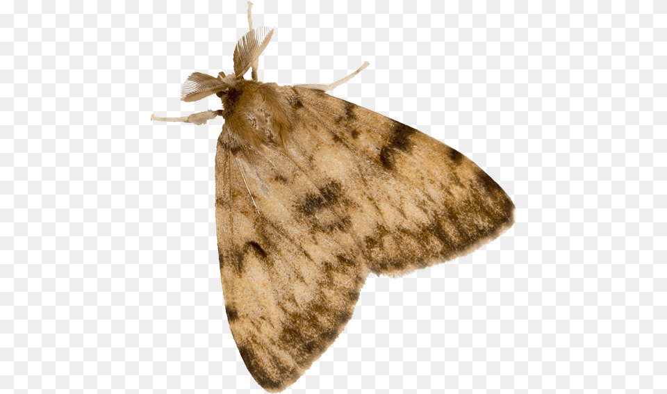 Gypsy Moth Adult Gypsy Moth, Animal, Insect, Invertebrate, Butterfly Png Image
