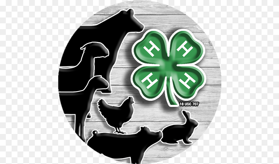 H Livestock Clipart, Animal, Bird, Baby, Person Free Png