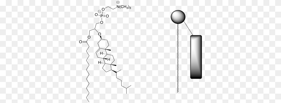 H On The Structure Of The Phosphatidylcholine Put Structure, Lighting, Nature, Night, Outdoors Free Png Download