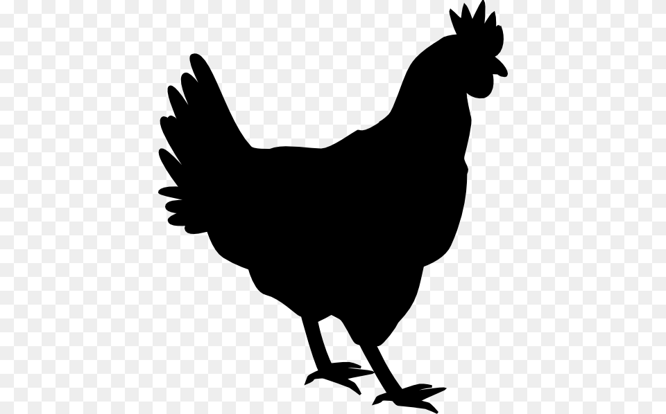 H Poultry Clipart, Animal, Bird, Chicken, Fowl Free Png