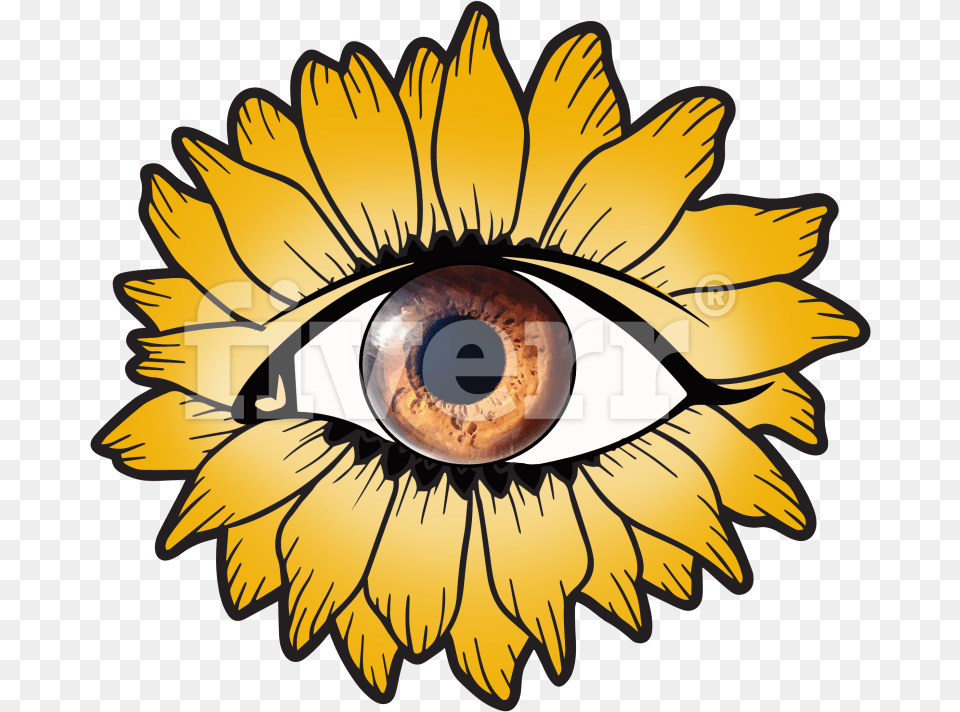 Ha Il Kwon, Daisy, Flower, Plant, Sunflower Free Png