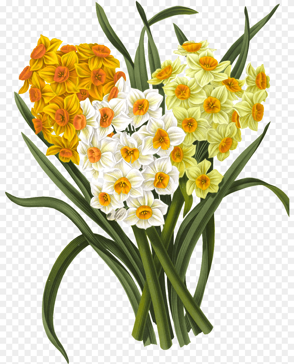 Haarlems Flora 1872 Polyanthus Narcissus 2 Poster Print, Daffodil, Flower, Flower Arrangement, Flower Bouquet Png Image