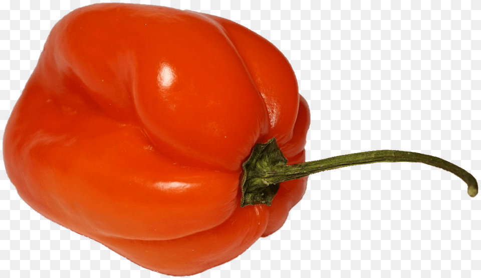 Habanero Chili Habanero, Bell Pepper, Food, Pepper, Plant Free Png Download