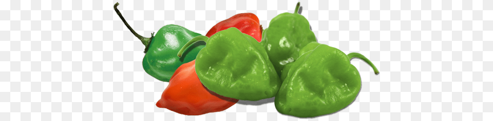 Habanero Green, Bell Pepper, Food, Pepper, Plant Png Image