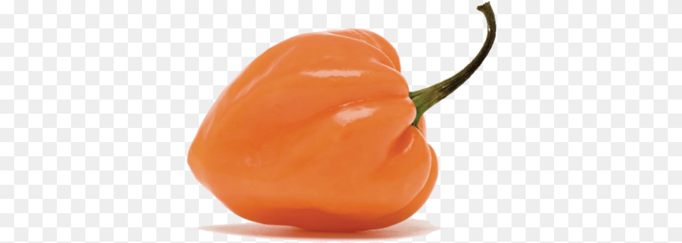 Habanero Pepper Habanero Chili, Food, Produce, Bell Pepper, Plant Png Image