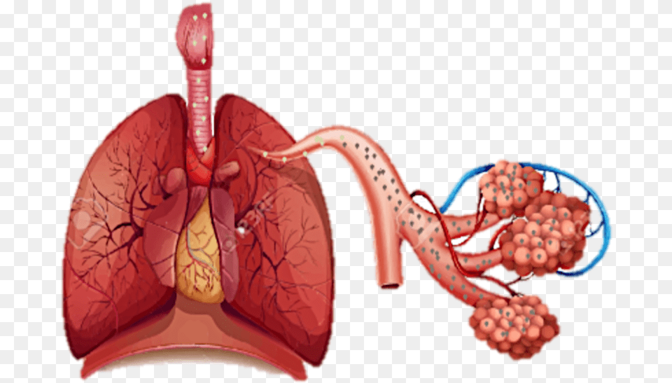 Habibah Human Respiratory System, Person Png Image