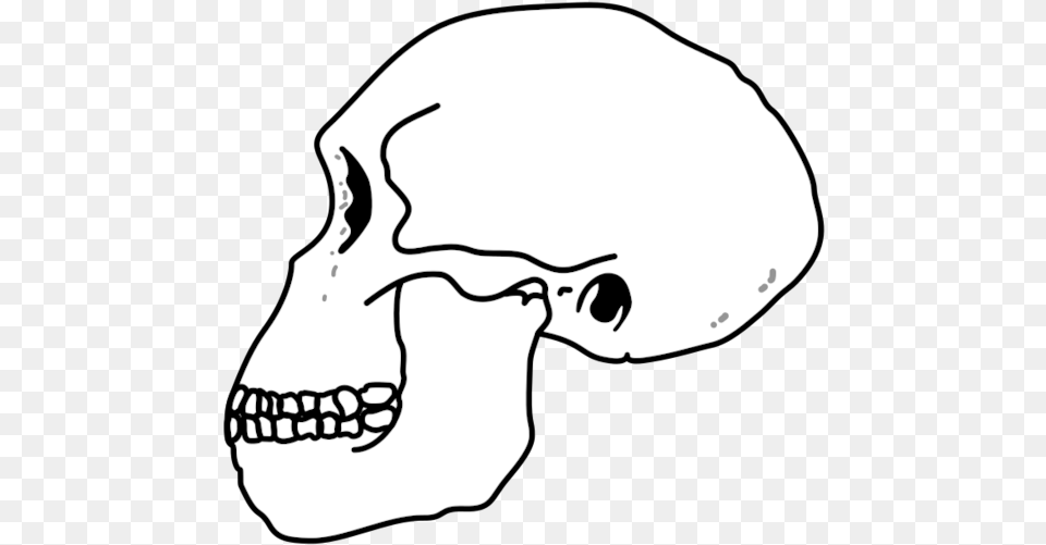 Habilis Skull Homo Habilis Skull, Stencil, Baby, Person, Head Free Png