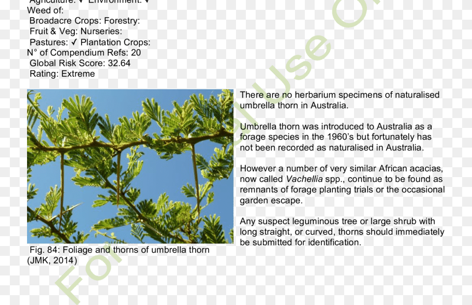Habit And Habitat Of Umbrella Thorn Sabana Plantas, Conifer, Green, Leaf, Plant Png Image