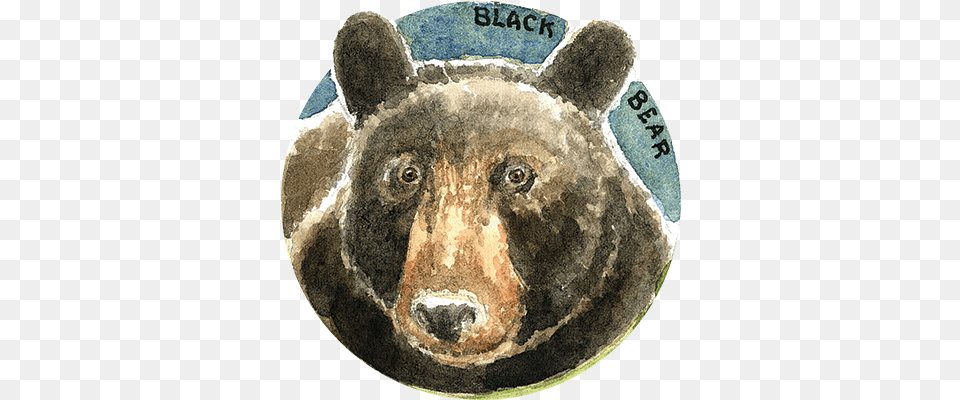 Habitat And Wildlife North Coast Land Conservancy American Black Bear, Animal, Mammal, Bird, Brown Bear Free Png