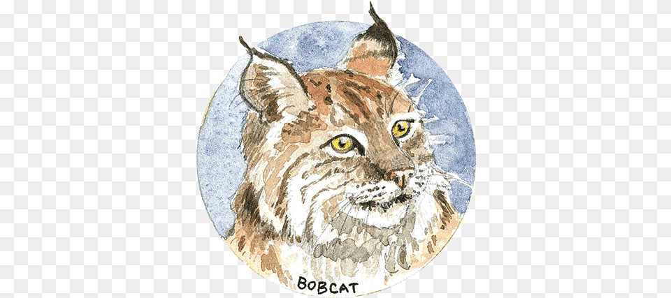Habitat And Wildlife North Coast Land Conservancy Bobcat, Animal, Bird, Mammal Png Image