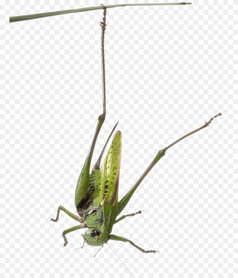 Habitat Grasshopper Grasshopper, Animal, Cricket Insect, Insect, Invertebrate Free Png Download