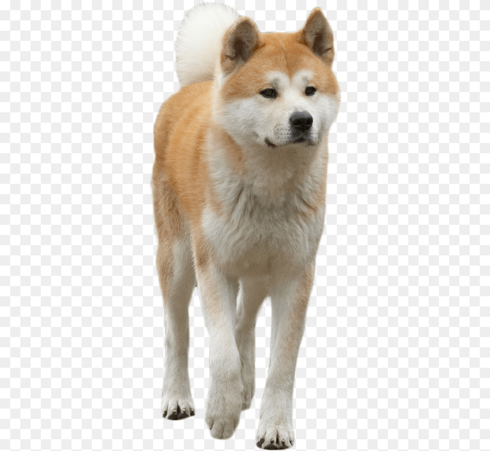 Hachiko The Dog Image Dog, Animal, Canine, Husky, Mammal Png
