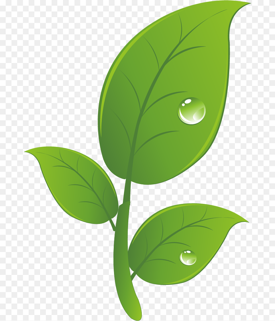 Hacked Android Clip Art Leaf, Green, Plant, Droplet Free Png