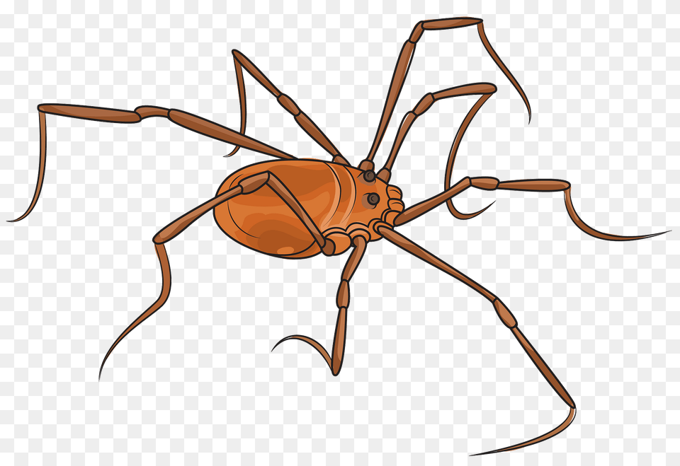Hadrobunus Grandis Harvestman Clipart, Animal, Invertebrate, Spider Png