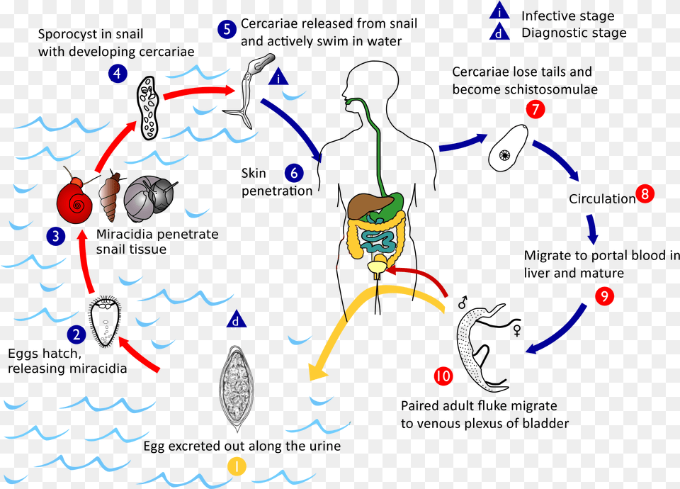 Haematobium Life Cycle Schistosoma Life Cycle Png