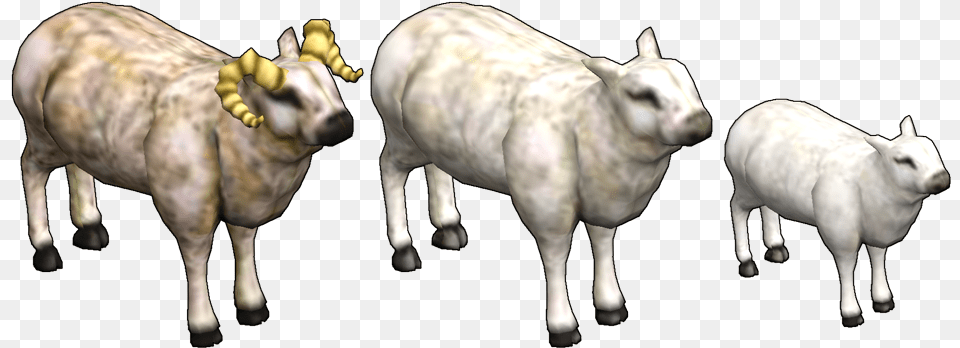 Hafen Sheep Sheep, Animal, Bull, Mammal, Cattle Free Png Download