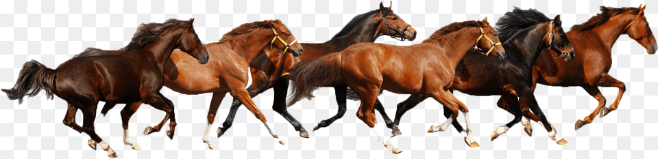 Haflinger American Paint Horse American Miniature Horse Horses Clipart, Animal, Herd, Mammal, Colt Horse Png Image