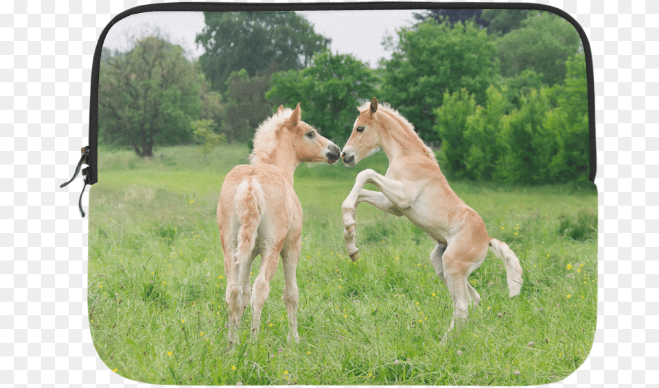 Haflinger Horses Cute Funny Pony Foals Playing Horse, Animal, Foal, Mammal, Colt Horse Free Png