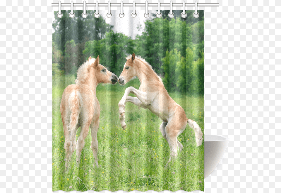 Haflinger Horses Cute Funny Pony Foals Playing Horse Foal, Animal, Colt Horse, Mammal Png Image