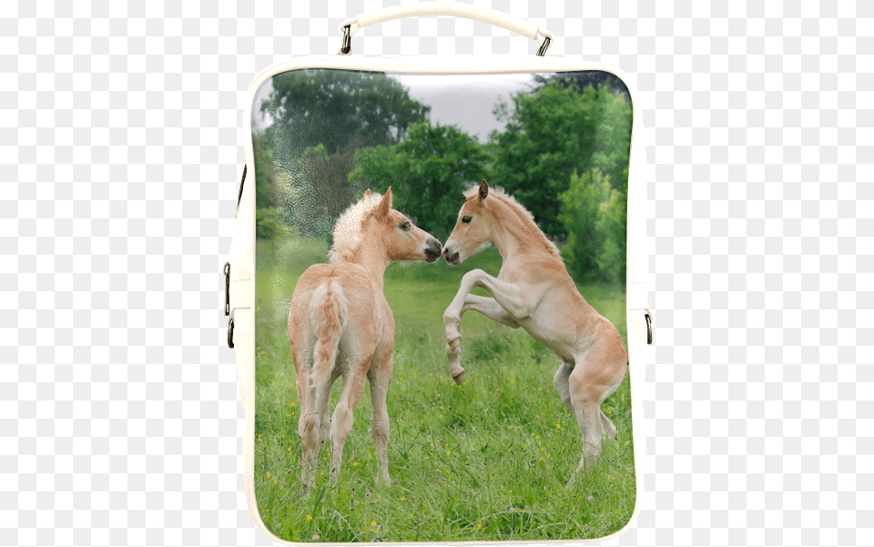 Haflinger Horses Cute Funny Pony Foals Playing Horse Foals Playing, Animal, Foal, Mammal, Colt Horse Png