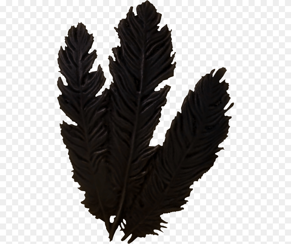 Hagraven Feathers Clipart Download, Fern, Leaf, Plant, Person Free Transparent Png