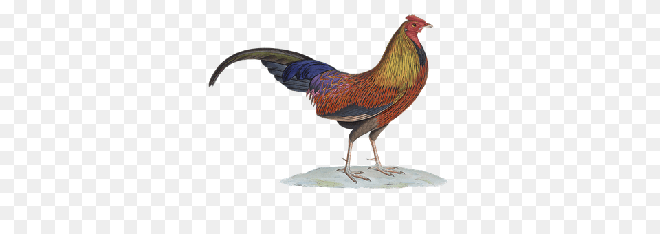 Hahn Animal, Bird, Chicken, Fowl Free Transparent Png