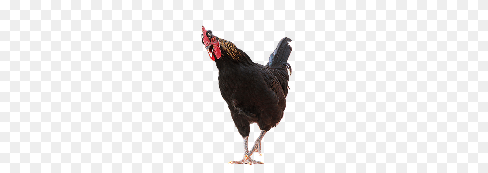 Hahn Animal, Bird, Fowl, Poultry Free Transparent Png