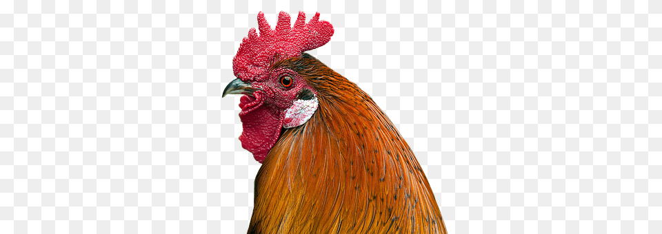 Hahn Animal, Bird, Chicken, Fowl Png