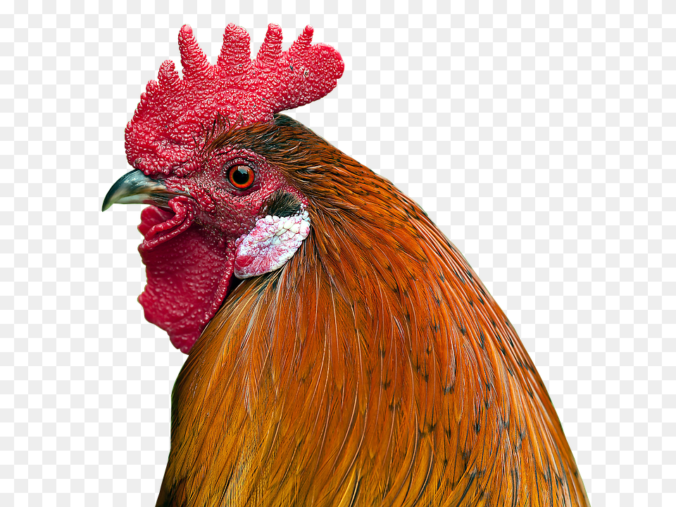Hahn Animal, Bird, Chicken, Fowl Free Transparent Png