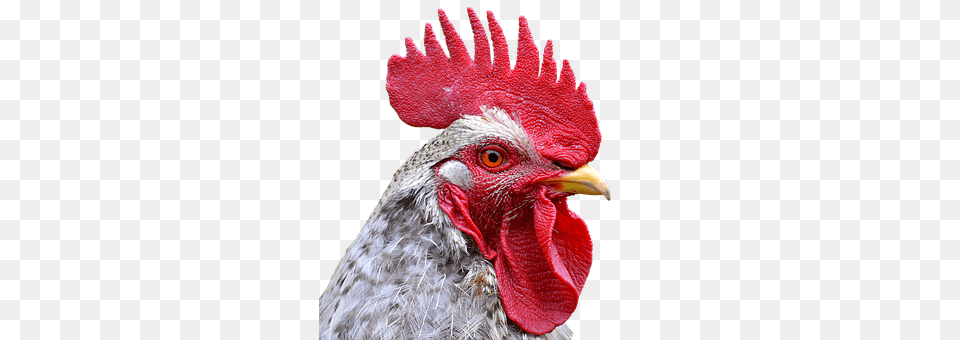 Hahn Animal, Bird, Chicken, Fowl Png