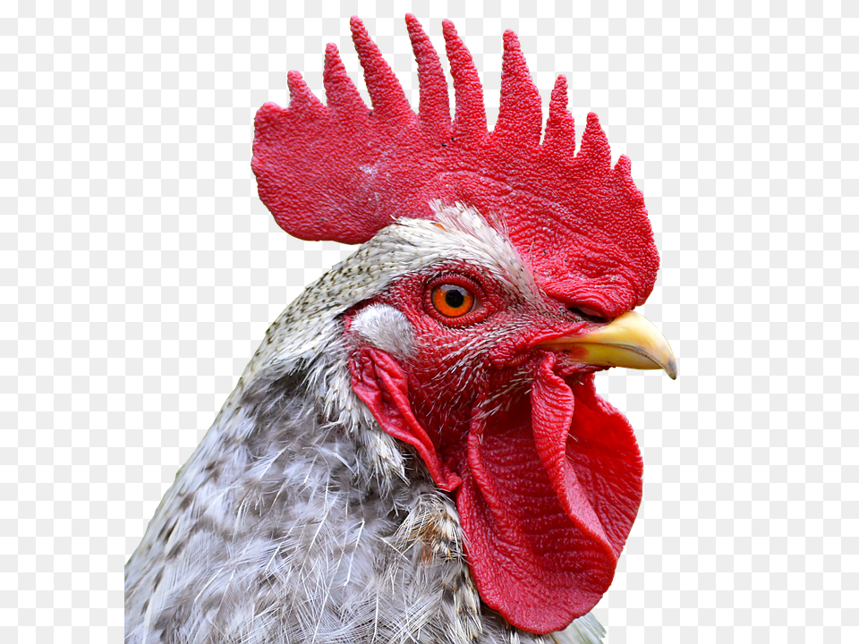 Hahn Animal, Bird, Chicken, Fowl Png Image