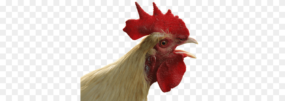 Hahn Animal, Bird, Fowl, Poultry Free Transparent Png