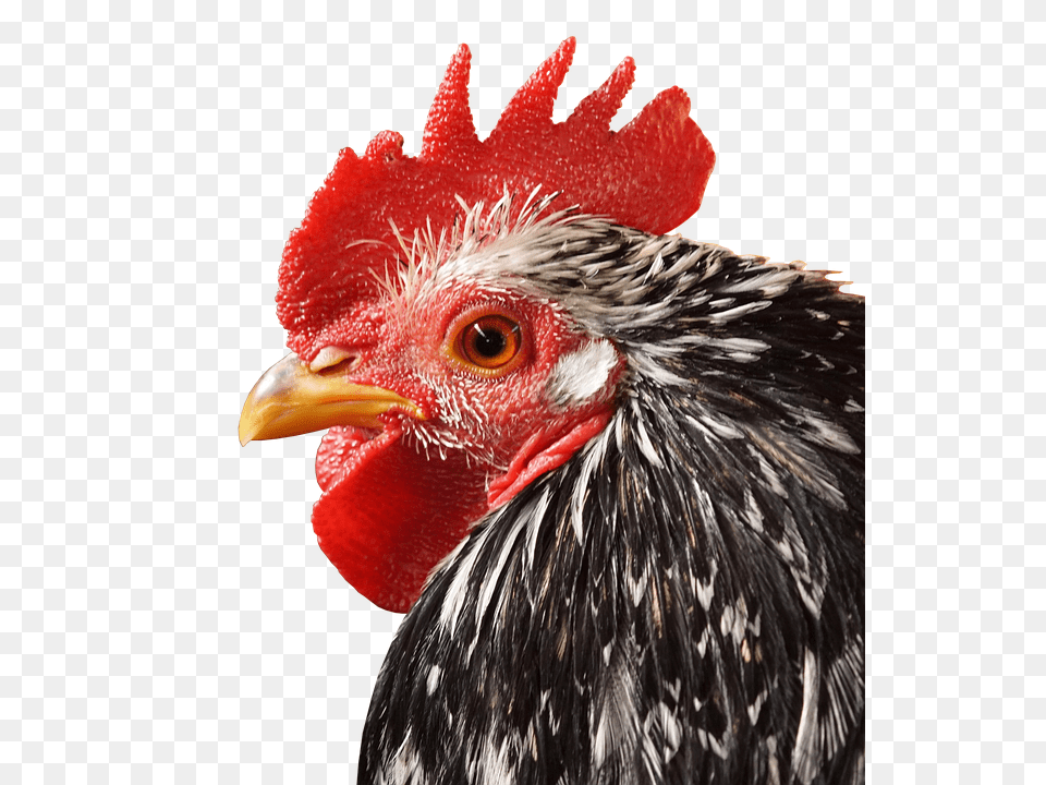 Hahn Animal, Bird, Chicken, Fowl Png Image
