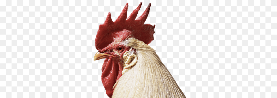 Hahn Animal, Bird, Chicken, Fowl Free Png Download