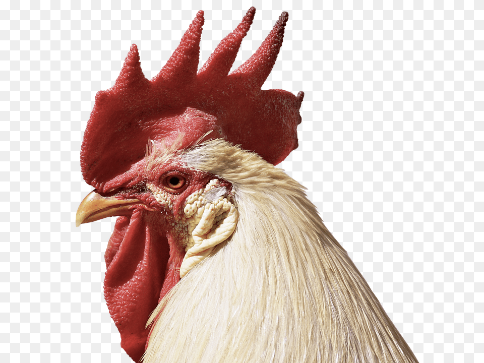 Hahn Animal, Bird, Chicken, Fowl Free Png