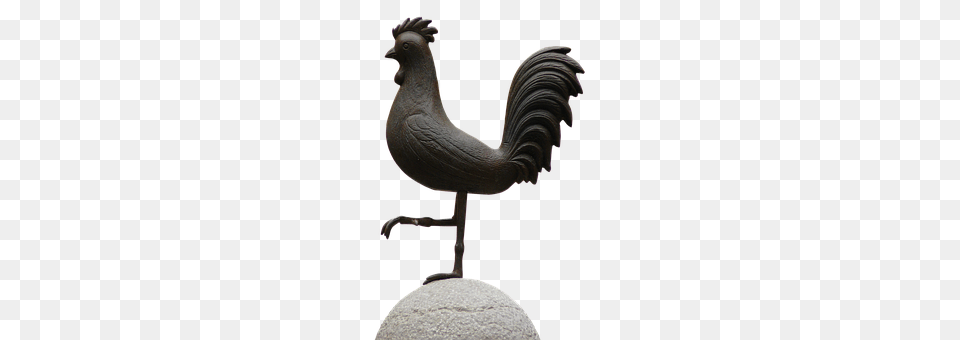 Hahn Animal, Beak, Bird, Quail Png Image