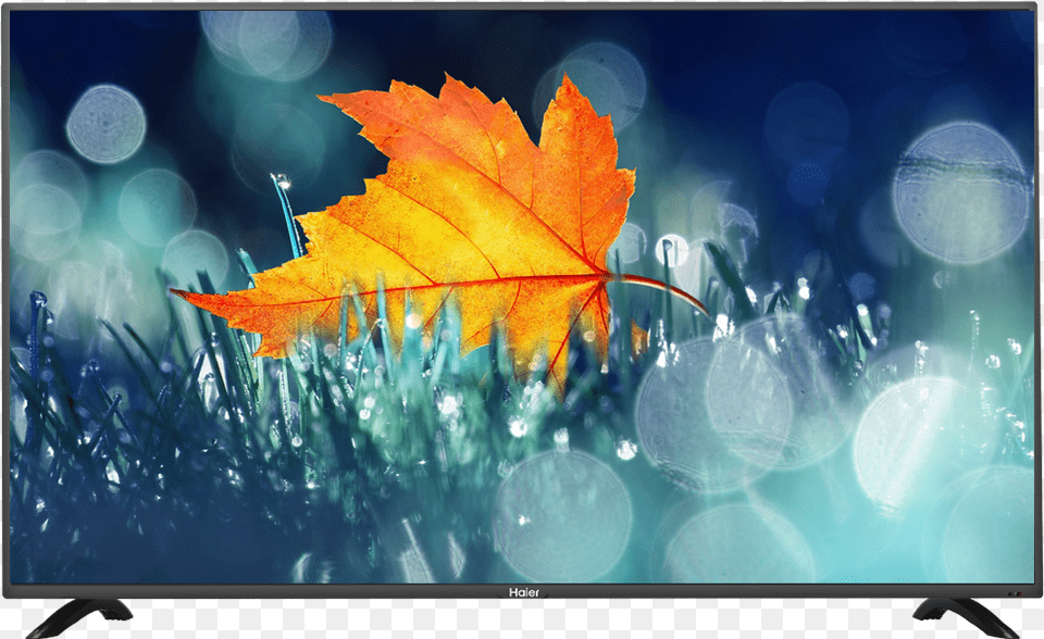 Haier Led Tv, Leaf, Plant, Tree, Maple Leaf Png