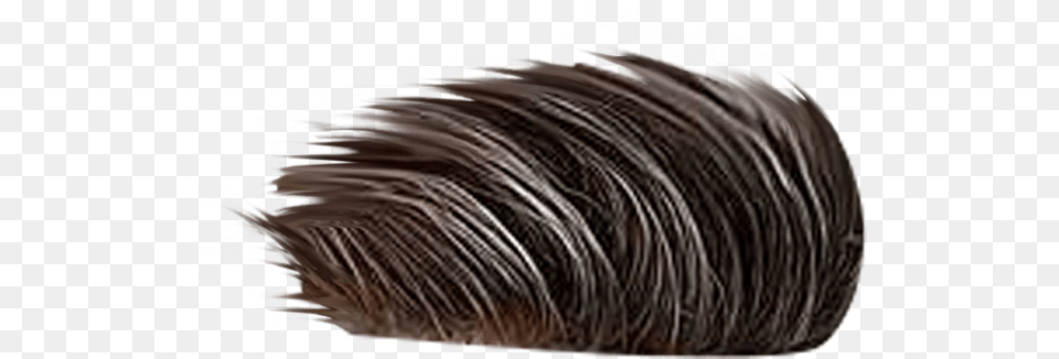 Hair, Person, Animal, Hedgehog, Mammal Free Transparent Png