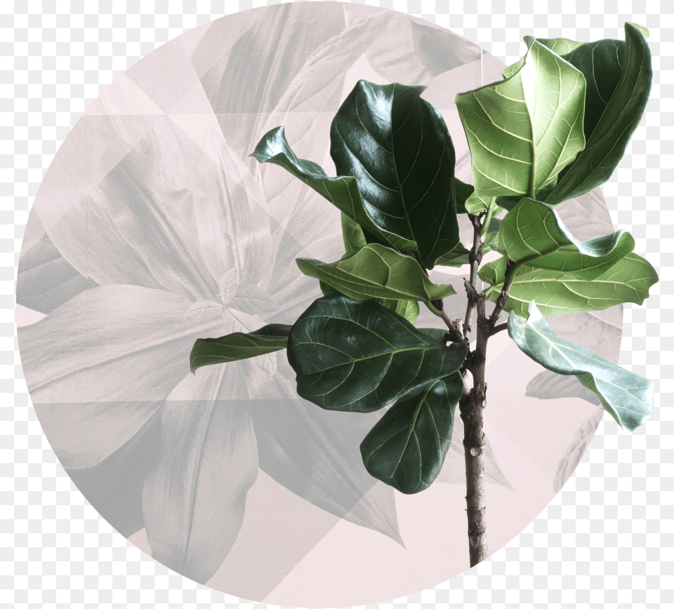 Hair And Co Pensacola Fl Stylists 2 Fiddle Leaf Fig, Plant, Flower, Tree, Flower Arrangement Png