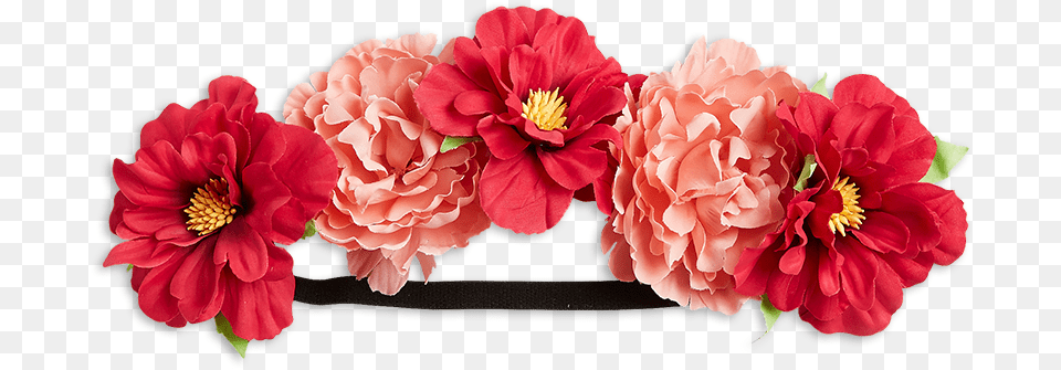 Hair Band Flower, Plant, Dahlia, Geranium, Anther Free Png