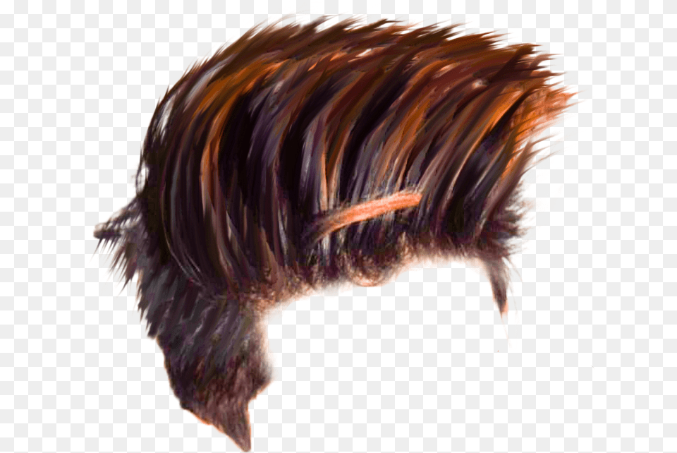 Hair Download Hd Quality Latest Cb Hair Stock Download, Animal, Bird, Kiwi Bird Png Image