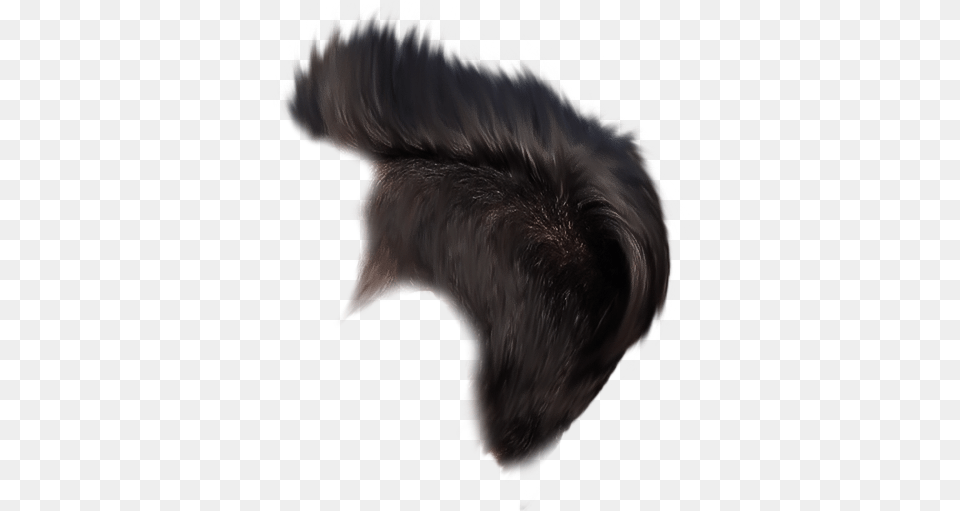 Hair Feather, Animal, Bird Png Image