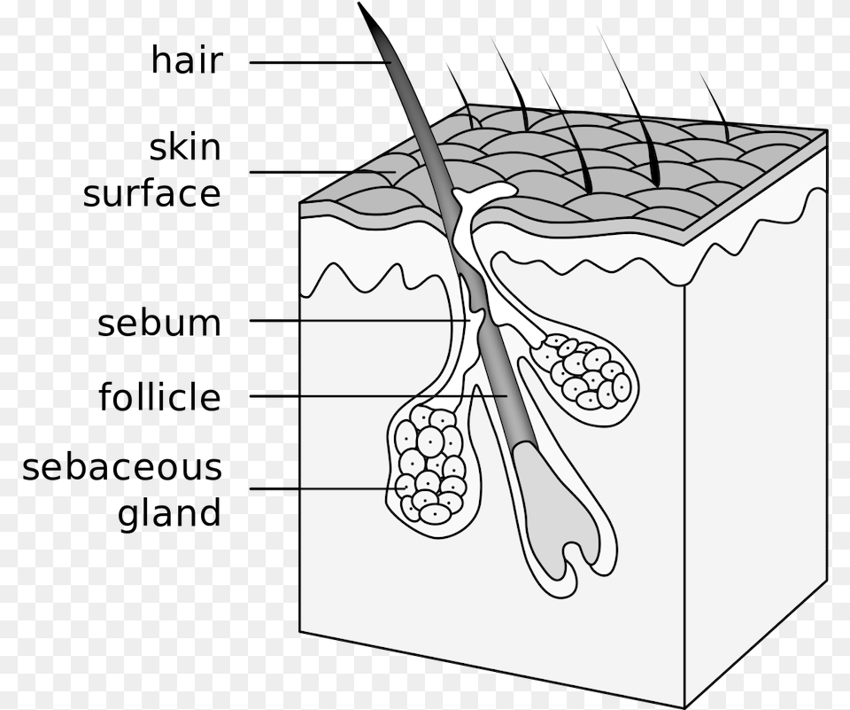 Hair Follicle, Cutlery, Spoon, Box, Art Png