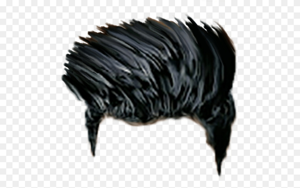 Hair Hair Image Archive Hair More Hair, Animal, Beak, Bird, Canine Free Transparent Png