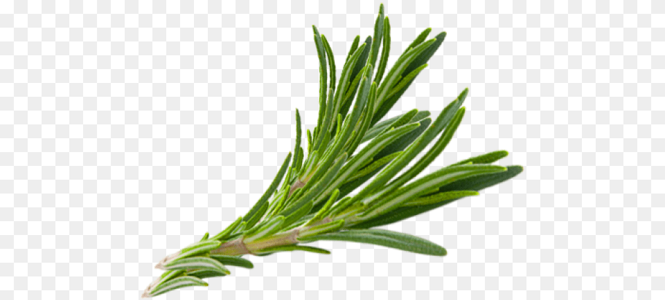 Hair Herb Thymes Rosemary Herbs Rosemary Herbs, Conifer, Herbal, Plant, Potted Plant Png